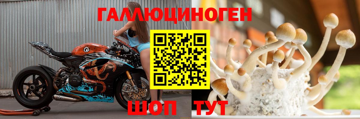 Галлюциногенные грибы Psilocybe Домодедово